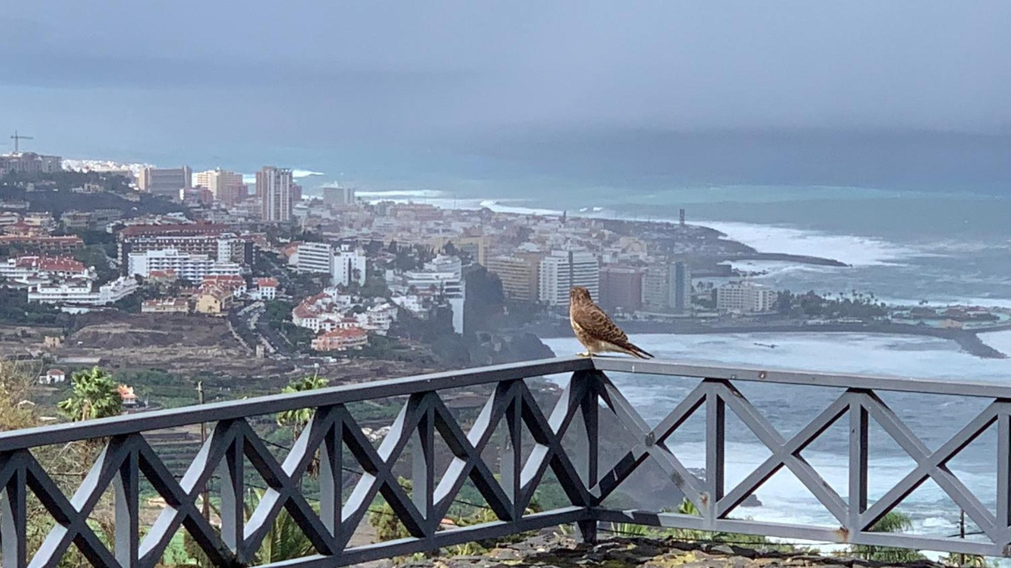 Apartamento Renovado "Hogar Las Vistas" Los Realejos Exteriör bild